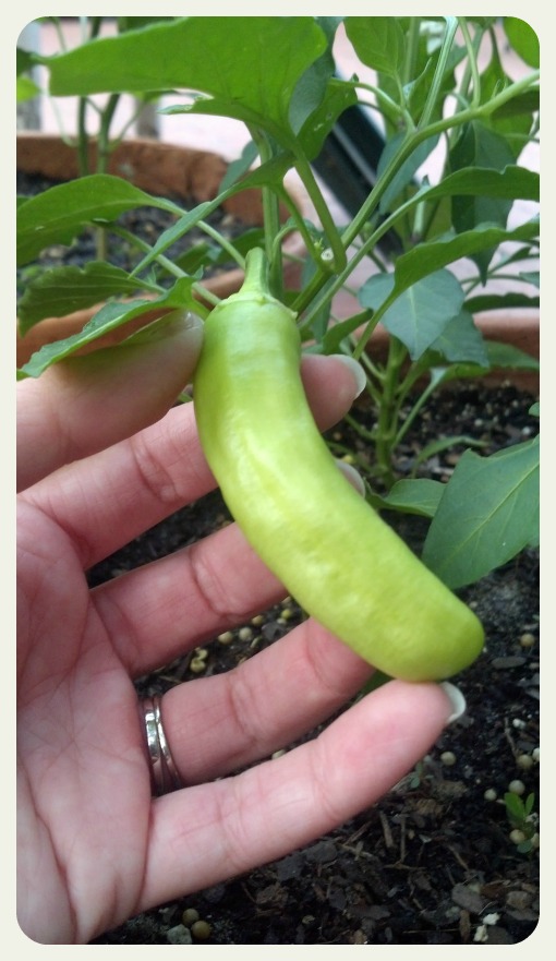 Banana Peppers