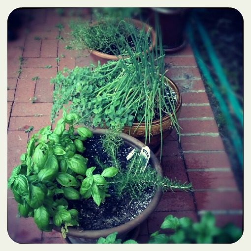 Herbs
