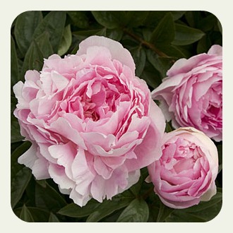 peonies