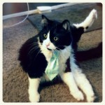 Ralph Classy Tie