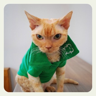 cat-toure polo