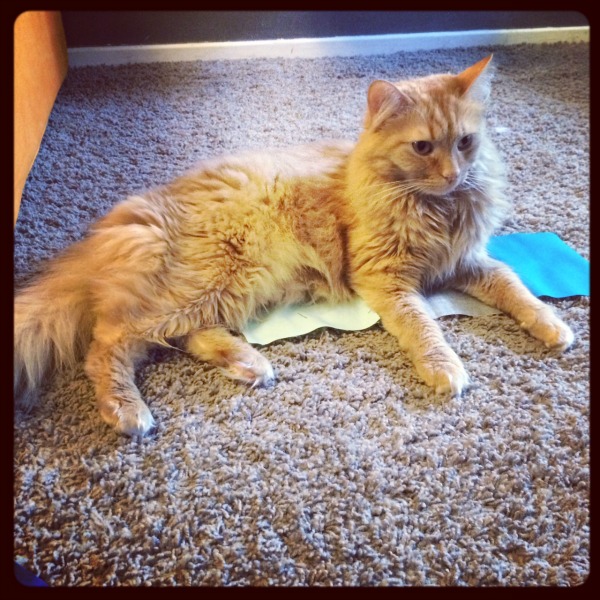 Ted on quilt piecing