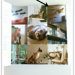 Ted in Catification