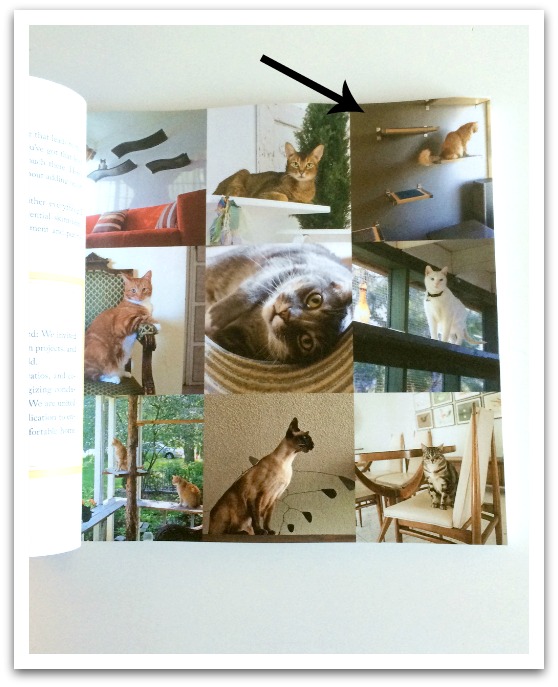 Ted in Catification
